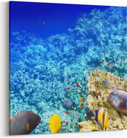 Resim Olla 25x25 Cm 12124k Akvaryum / Balık Görseli Kare Kanvas Tablo 