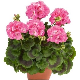 Resim Sardunya Çiçeği Pembe Renk 3 Adet 