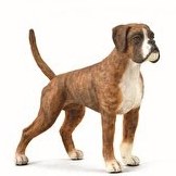 Resim Collecta Boxer 