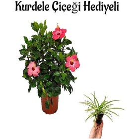 Resim Sevgililer Gününe Özel Pembe Japon Gülü Hibiscus Rosa Kurdele Çiçeği 