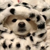 Resim Paiigry Rahat Dalmaçyalı Benekli Köpek & Kedi Montu - Tüm Mevsimler İçin Sıcak Fermuarlı Evcil Hayvan Ceketi, Tam Baş Kapağı, Makinede Yıkanabilir Kışlık Kazak Küçük/Orta Boy Köpekler & Kediler İçin, Siyah & Beyaz Pati Tasarımı, Soğuk Hava İçin Yumuşak Polar Astarlı, Pomeranian, Shih Tzu, Chihuahua 