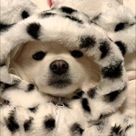 Resim Paiigry Rahat Dalmaçyalı Benekli Köpek & Kedi Montu - Tüm Mevsimler İçin Sıcak Fermuarlı Evcil Hayvan Ceketi, Tam Baş Kapağı, Makinede Yıkanabilir Kışlık Kazak Küçük/Orta Boy Köpekler & Kediler İçin, Siyah & Beyaz Pati Tasarımı, Soğuk Hava İçin Yumuşak Polar Astarlı, Pomeranian, Shih Tzu, Chihuahua 