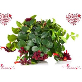 Resim SEVGİLİLER GÜNÜ İÇİN HEDİYELİK RUJ ÇİÇEĞİ - Askılı Saksıda 