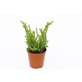 Resim Crassula Muscosa - 20 Adet Sukulent - Teraryum Bitkisi 