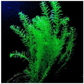 Resim Elodea Species 5 Kök - Eledoa Canlı Bitki Çok Renkli 
