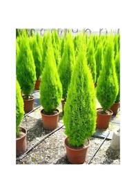 Resim Limon Servi Cupressus Macrocarpa Goldcrest 100 Cm 