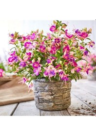 Resim Rosy Violet 3 Renkli İri Çiçekli Küpe Çiçeği Fidesi 1 Adet 