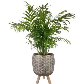 Resim Areka | Dağ Palmiyesi | Motifli Gold Renk Saksıda 