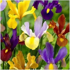Resim CetKing Beauty Iris Süsen Soğanı - 10 Adet 