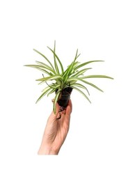 Resim Zarif Pembe Yapraklı Hostes Çiçeği Sevgililer Gününe Özel Kurdele Çiçeği Hediyeli 