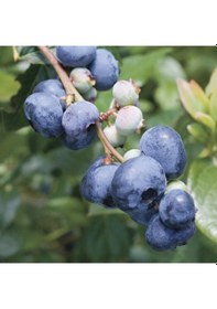 Resim 3 Yaş Bluegold Çeşiti Yaban Mersini Fidanı 