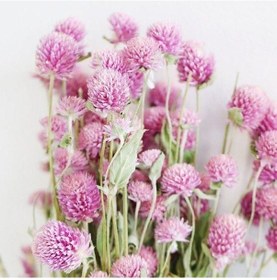 Resim Gomphrena Globosa Pembe Medine Çiçeği Tohumu 50 Tohum N11529 