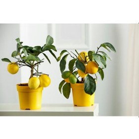Resim Sarı Limon Saksısı 5 Adet ( 3 Litre ) 