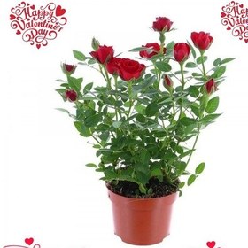 Resim SEVGİLİLER GÜNÜ ÇİÇEĞİ KIRMIZI MİNİ GÜL 