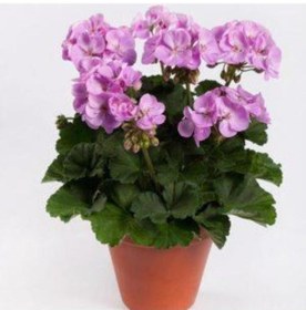 Resim Lila Sardunya Çiçeği 10-20 Cm Potted Lilac Geranium Flower 