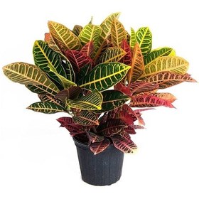 Resim Croton Petra Bitkisi 40-50cm 