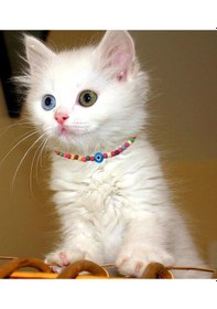 Resim Karışık Renk Seramik Boncuk Nazar Boncuklu Kedi Tasması 
