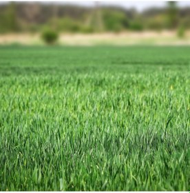 Resim Çim Tohumu Lolium 1000 Gr Fito Sparring 