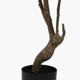 Resim Saksılı Meşe Ağacı 120cm 