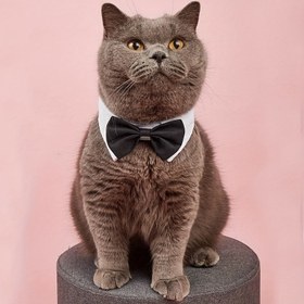 Resim Küçük Köpekler için Ayarlanabilir Papyon Yaka, Kedi ve Köpek Bayram Düğün Dekorasyon Aksesuarı - Evcil Hayvan Kravat Fiyonk 