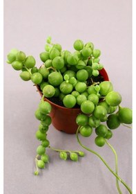 Resim Senecio Rowleyanus - Tesbih Çiçeği 5.5 Cm Saksıda 