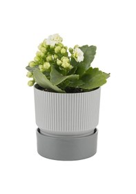Resim Poliwork Ixora Saksı Tabaklı 4 Lt - Çizgi Desenli 190 190 Mm 