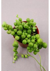 Resim Senecio Rowleyanus - Tesbih Çiçeği 