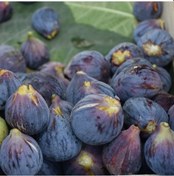 Resim Tüplü Erkenci Kendine Verimli Tarsus Karası Siyah İncir Fidanı 