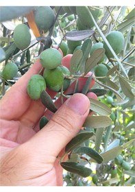 Resim Bitkim Sende Özel Gemlik Zeytin Fidesi 70 100 Cm 1 Adet Saksılı/tüplü Dış Mekan Ağacı 
