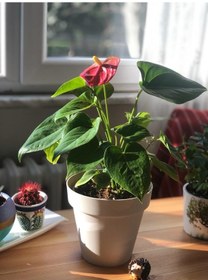 Resim Anthurium - Flamingo Çiçeği - 40 Cm 5846 