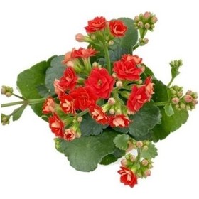 Resim Kalanchoe Kalanşo Çiçeği Fidanı Kırmızı 10-20 Cm 