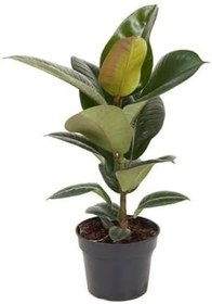 Resim Kauçuk Çiçeği 1 Adet Saksılı 20-45Cm (Ficus Elastica) Mini Boy Salon Çiçeği 