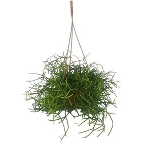 Resim Rhipsalis Cereuscula | Askılı Saksıda 