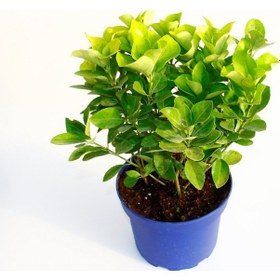 Resim Gold Taflan Euonymus Japonica Aurea Sarı Çit Bitkisi Mavi Sak 