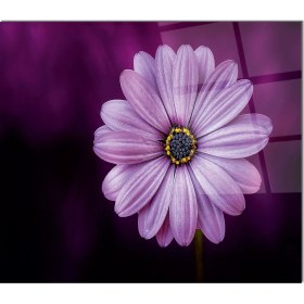 Resim Olinpa Cam Ocak Arkası Koruyucu | Çiçek Desenli 