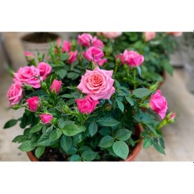 Resim Mini Gül Minyatür Saksı Gülü Pembe 10 Adet 