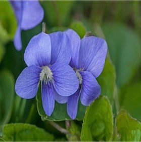 Resim Blue Cornuta Violet Menekşe Çiçeği Tohumu 100 Tohum 