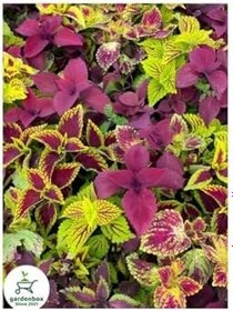 Resim Kolyos Yaprak Güzeli Çiçeği 1 Adet 10-20Cm Saksılı, GDB140624NA17 