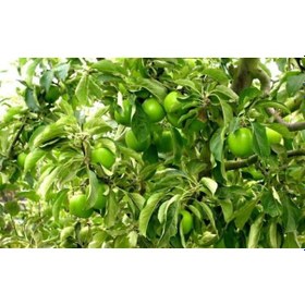 Resim Granny Smith Elma Fidanı 5 Adet 