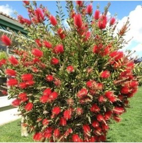 Resim Fırça Çalısı Callistemon Laevis 5 Adet 