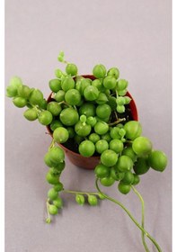 Resim Senecio Rowleyanus - Tesbih Çiçeği 5.5 Cm Saksıda 