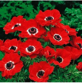 Resim Kırmızı Renkli Red Hollandia Anemon Çiçeği Soğanı 5 Adet 