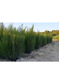 Resim 2 Adet Tüplü Kara Selvi Fidanı 80-110 Cm 
