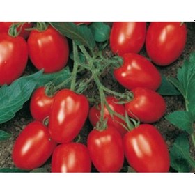 Resim Doğal Domates Tohumu Salçalık 