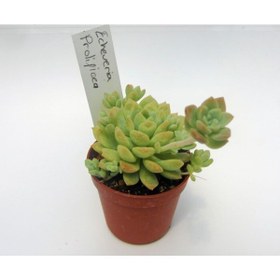 Resim Bitkim Sende Echeveria Profilicea Sukulent Bitki 