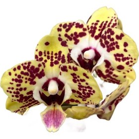 Resim Phalaenopsis 'Orient Express' (Sarı Orkide) Ø12 Cm Y45-50 CM 