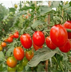 Resim Yeni Çeri Hibrit F1 Domates Tohumu 10 Tohum 