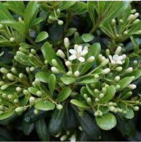 Resim Mis Kokulu Yıldız Çalısı Pittosporum Tobira Japanese Cheesewood 