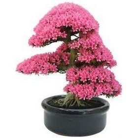 Resim 5 Adet Bodur Bonsai Pembe Erguvan Ağacı Bonzai Tohumu + To 