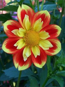 Resim 2 Adet Pooh Yıldız Çiçeği Soğanı (Dahlia) - ADAFDN0396 